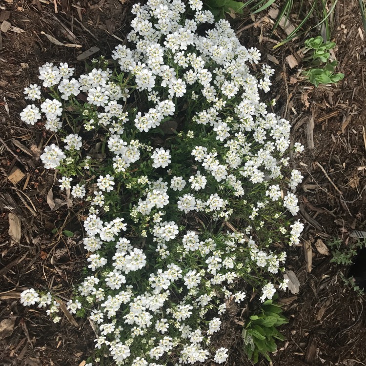 Iberis sempervirens 'Whiteout', Perennial Candytuft 'Whiteout ...