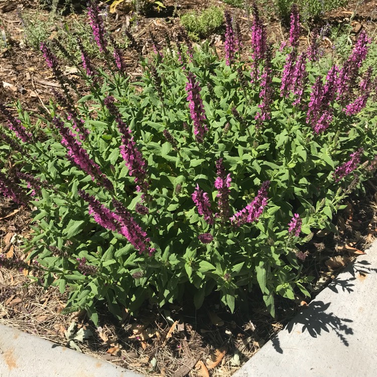 Plant image Salvia nemorosa 'Sensation Rose' (Sensation Series)