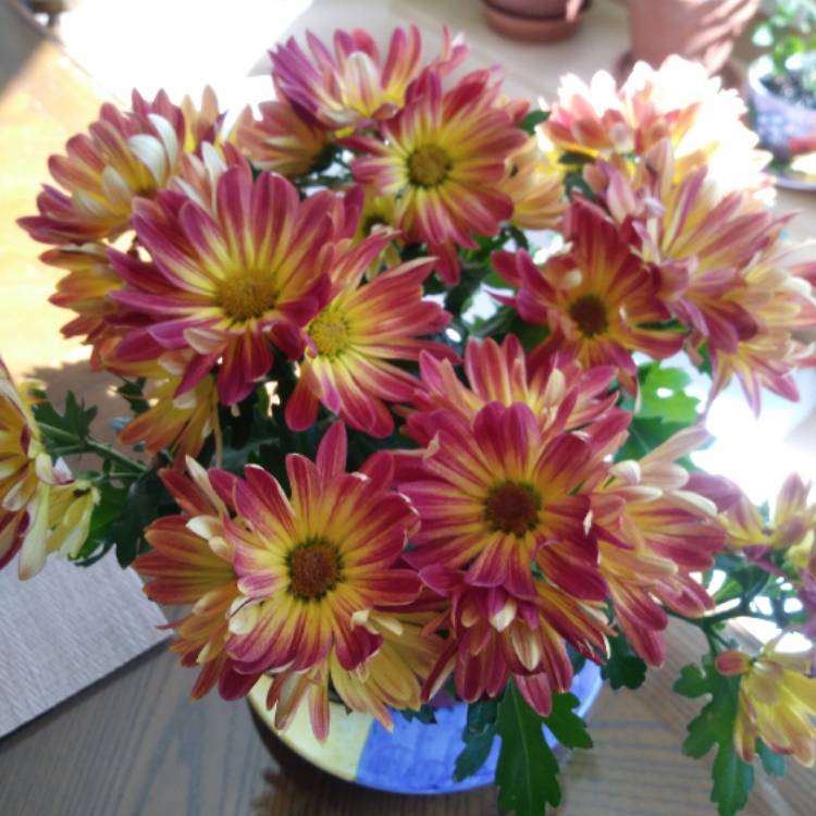 plant image 1194040