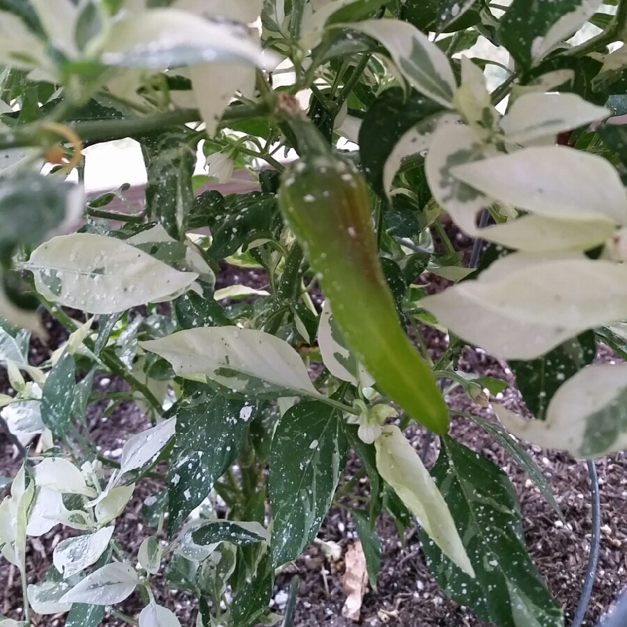 David 's garden