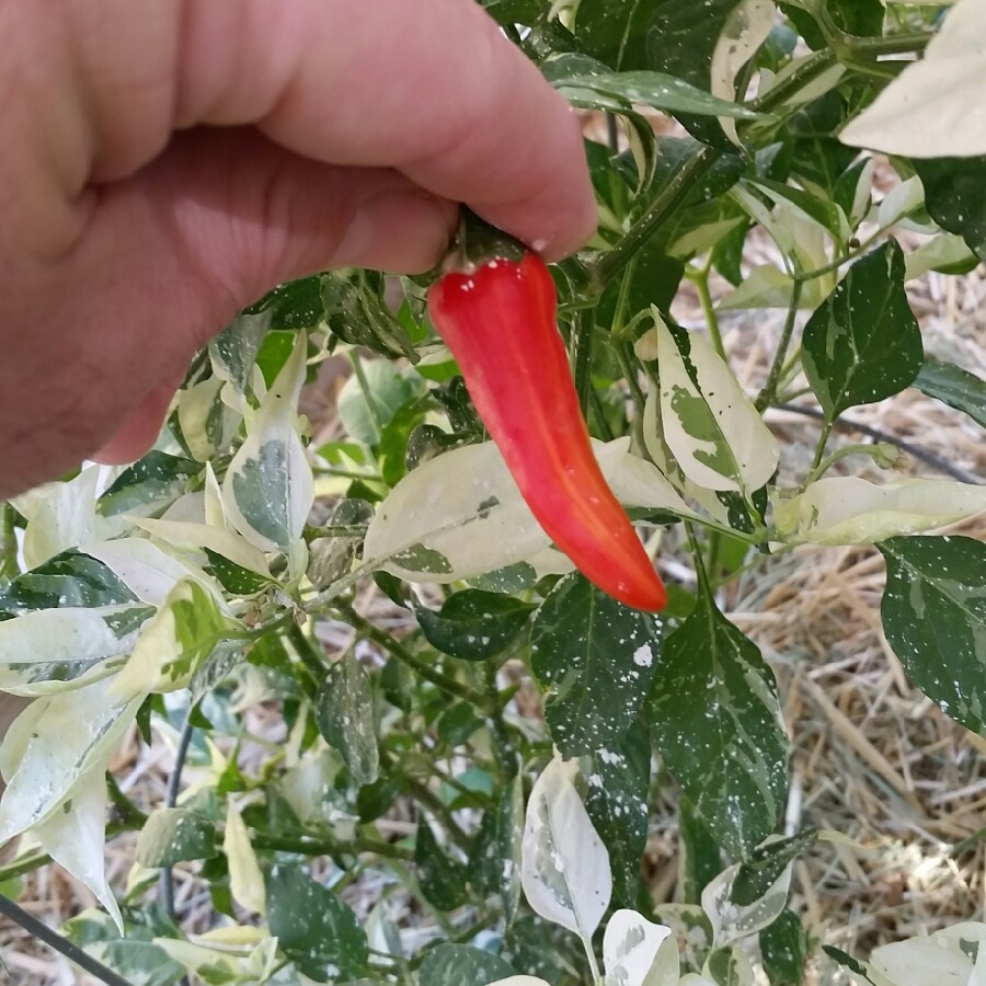 David 's garden