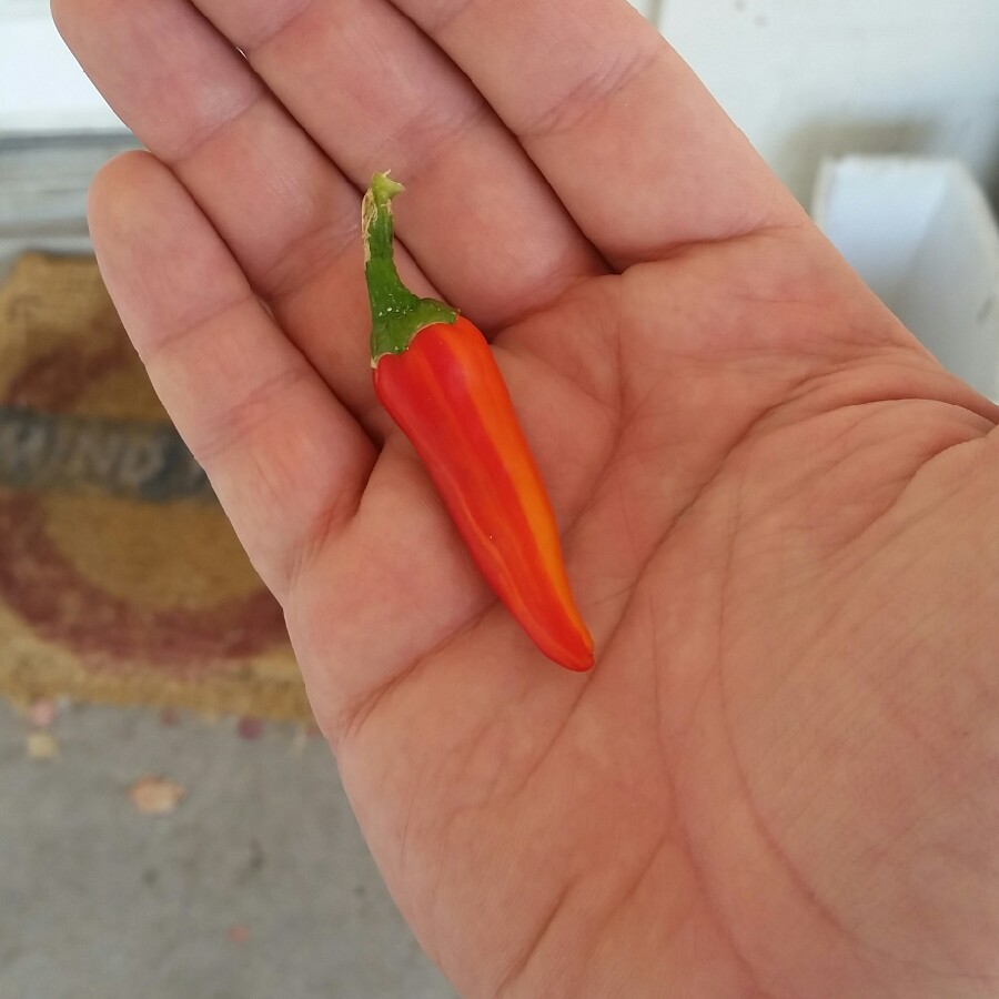 David 's garden