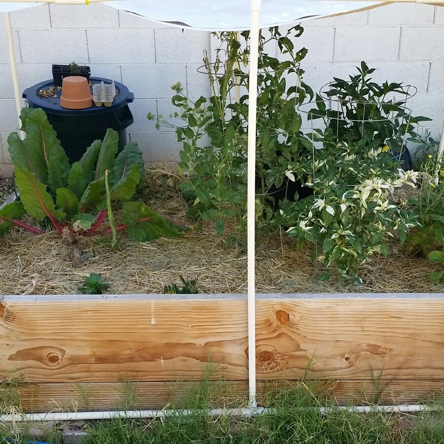 David 's garden