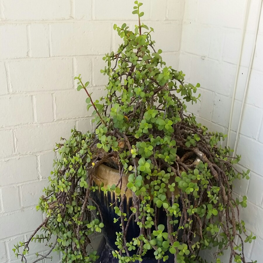 Elephant Bush