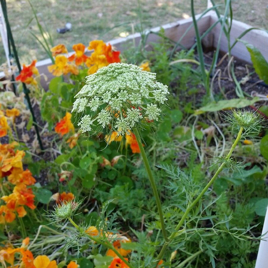 Carrot 'Sugarsnax 54'