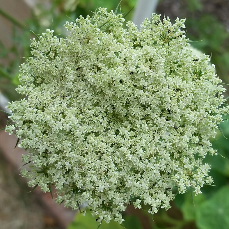 David 's garden