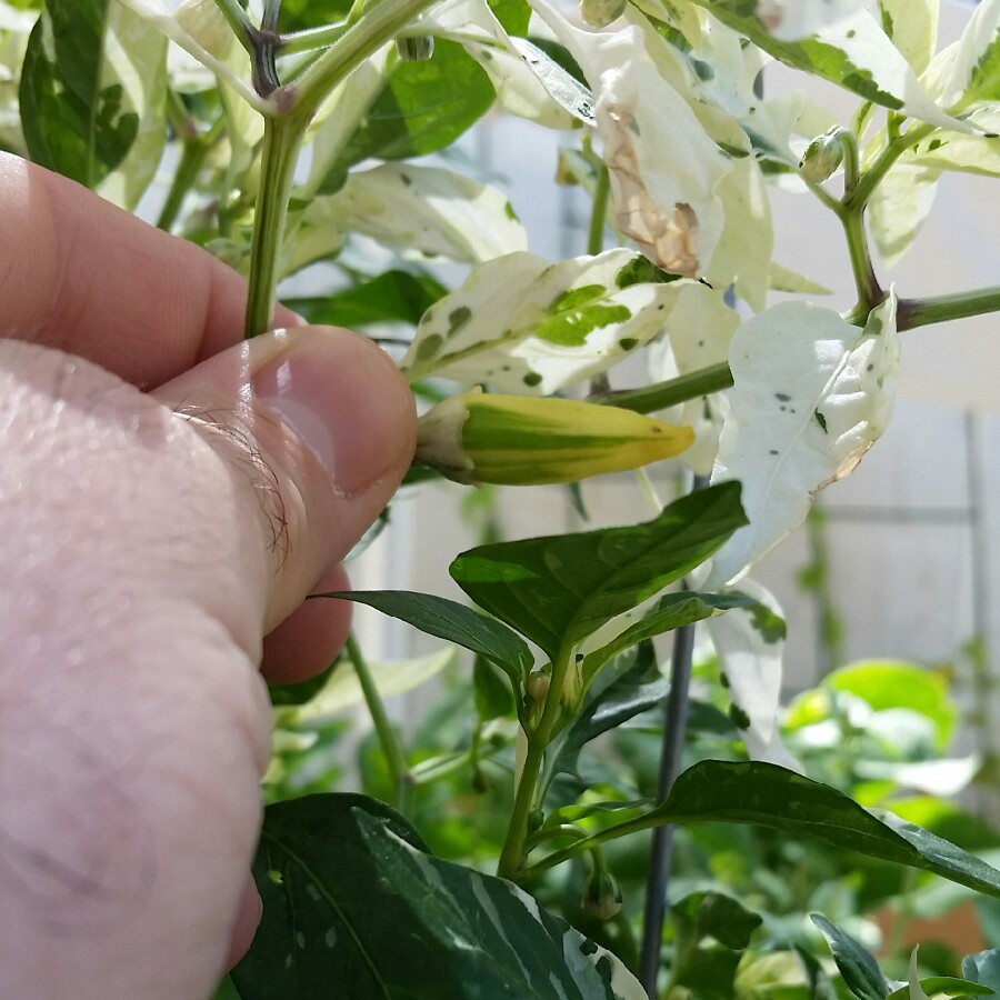 David 's garden