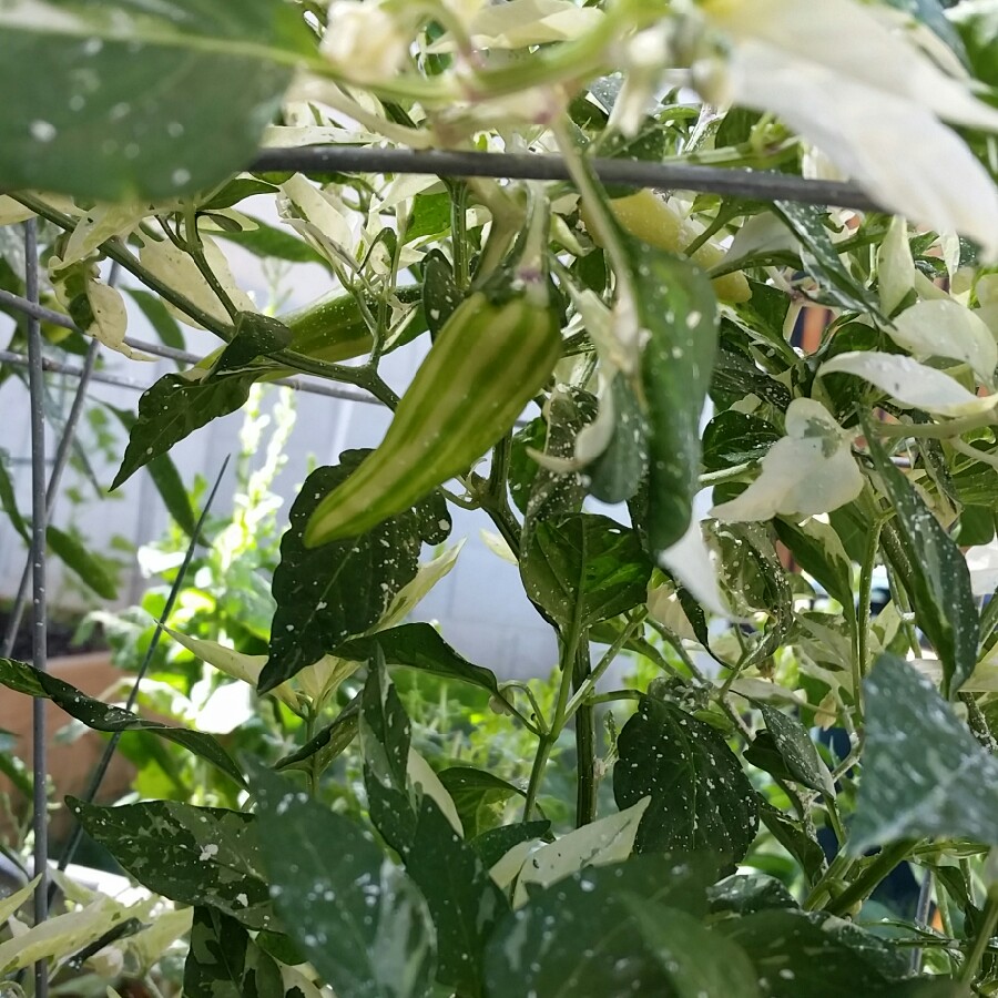 David 's garden