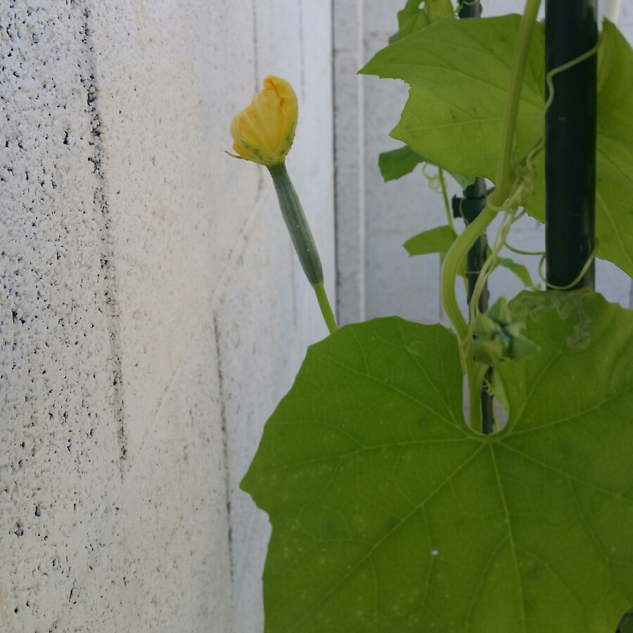 Plant image Luffa aegyptiaca