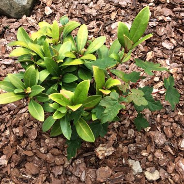 Japanese Skimmia 'Rubella'