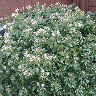 Choisya ternata