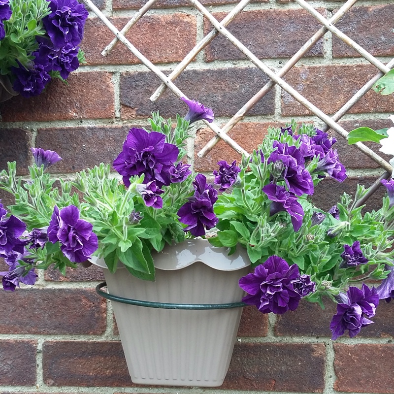 plant image 119337