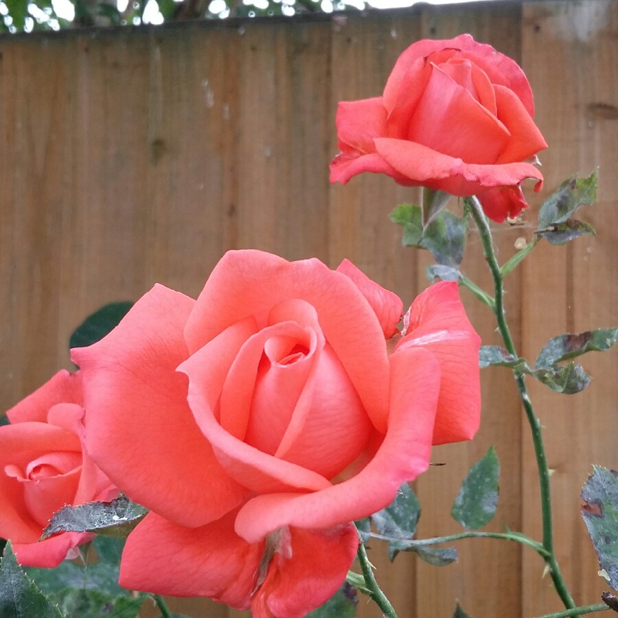 Rosa Tropicana (Hybrid Tea Rose)