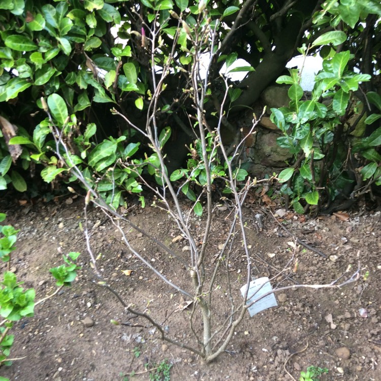 plant image 343990