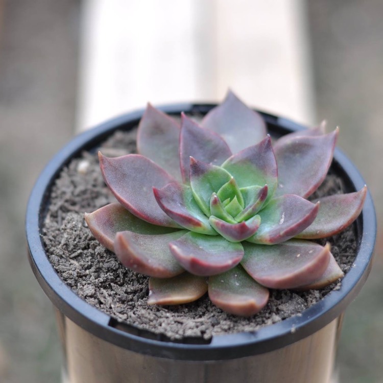 Plant image Echeveria Alfred Graf