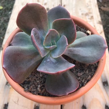 Echeveria Blue Metal