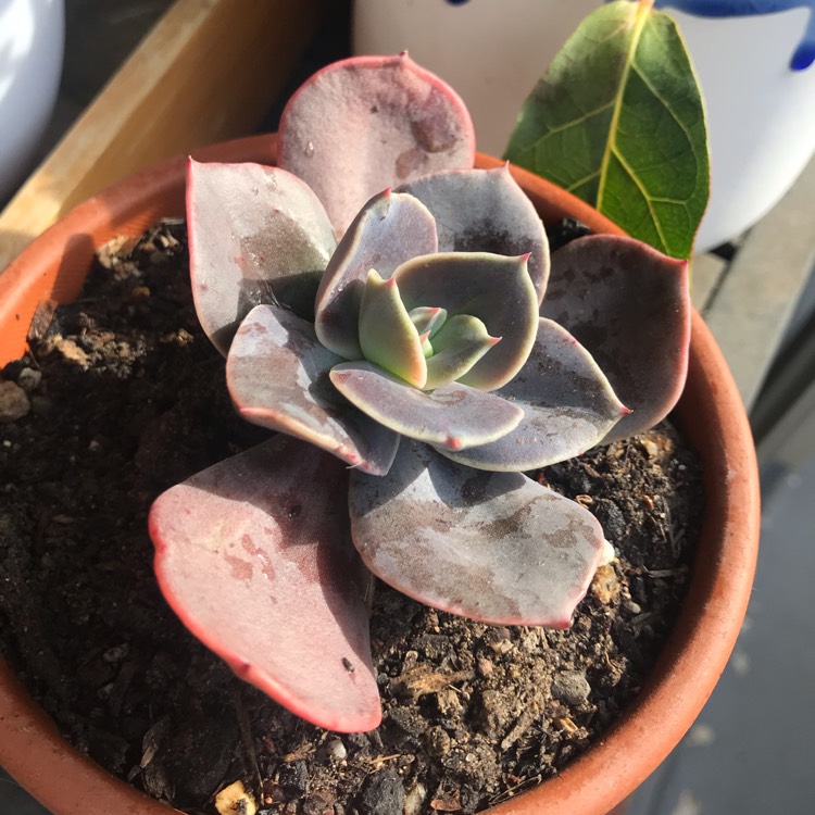 plant image 1156885