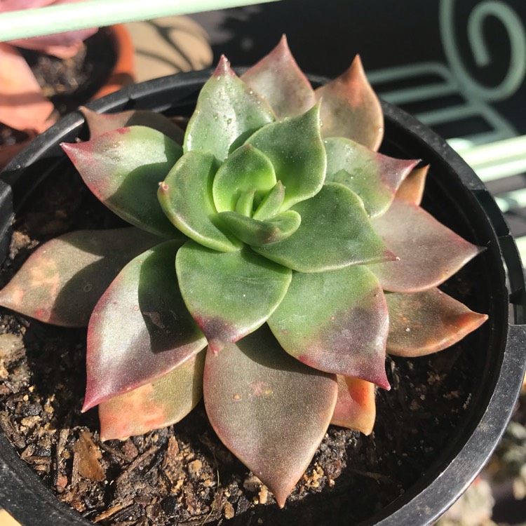 plant image 1156903