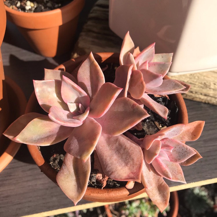Plant image xGraptoveria Albert Baynes