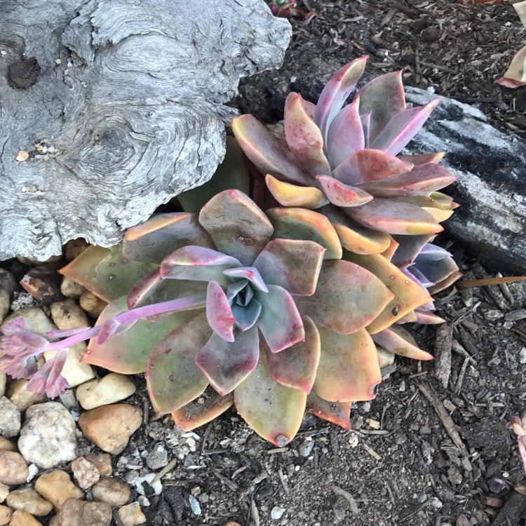 Plant image xGraptoveria Albert Baynes