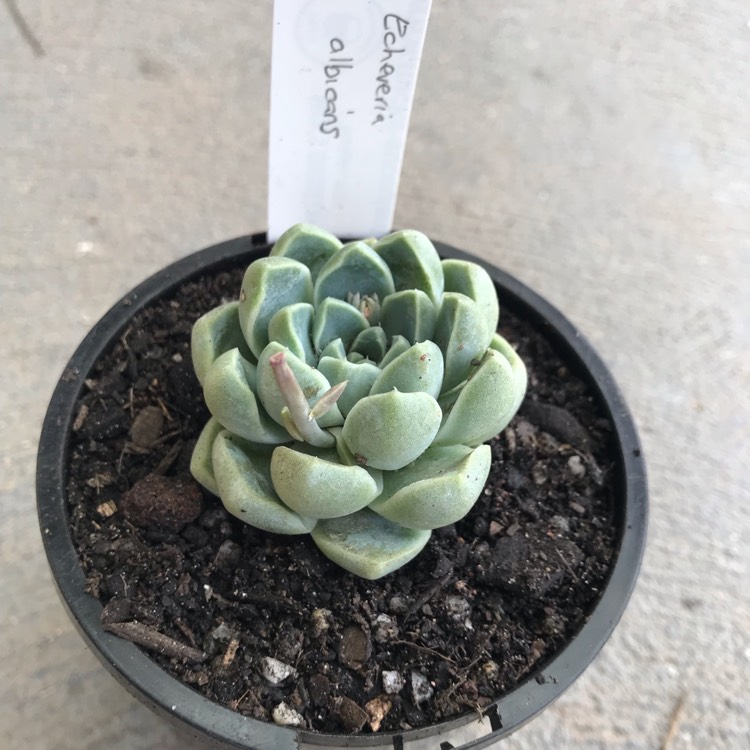 plant image 1164487