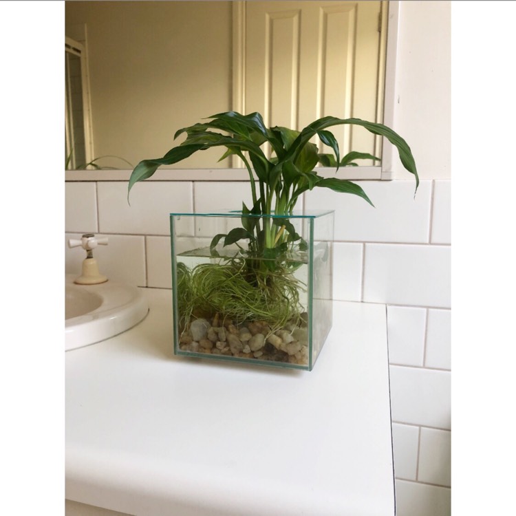 plant image 1441770