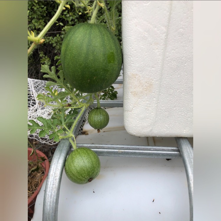 Plant image Citrullus Lanatus 'Sugar Baby'
