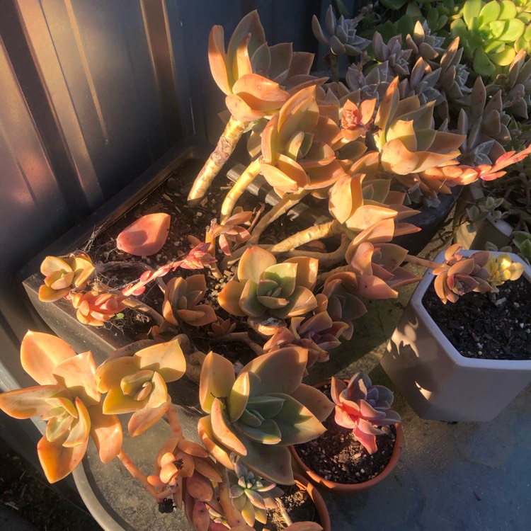 plant image 1531934