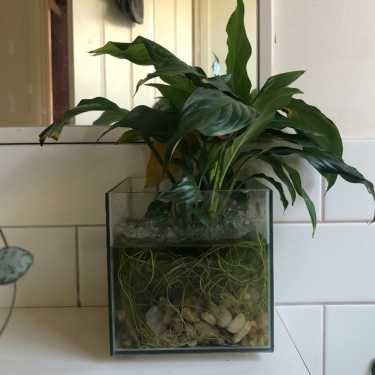 plant image 1533053