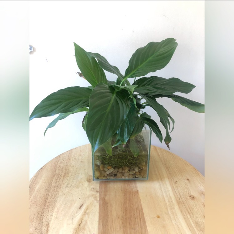 plant image 1559918