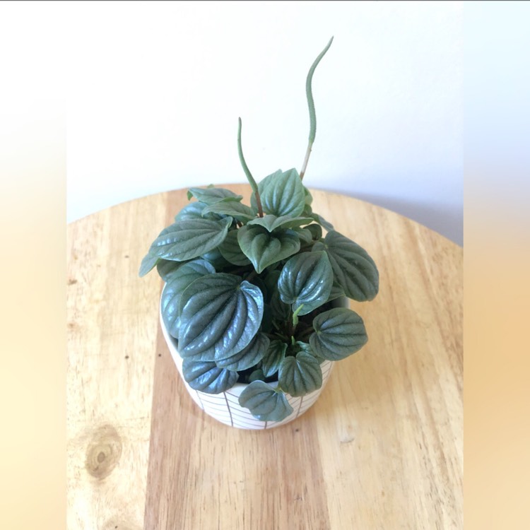 plant image 1559927