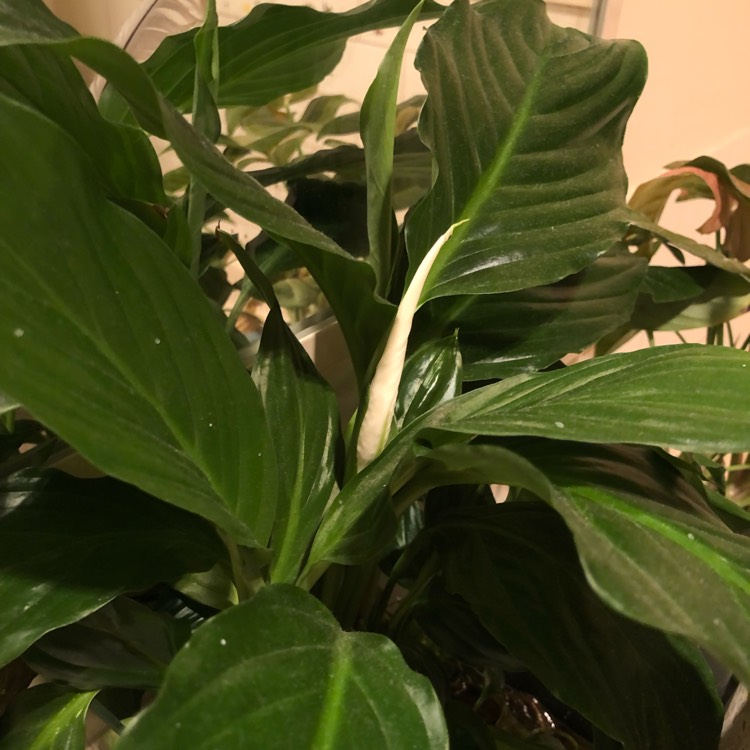 plant image 1560688