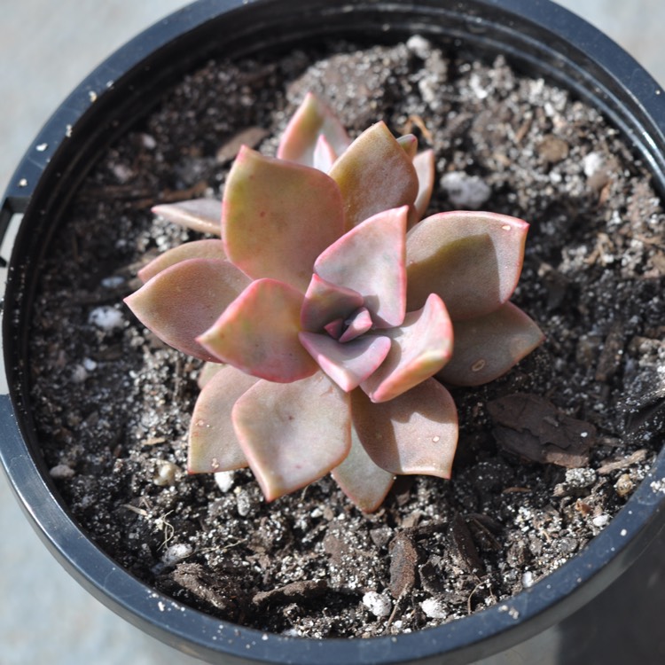 Plant image xGraptoveria Albert Baynes