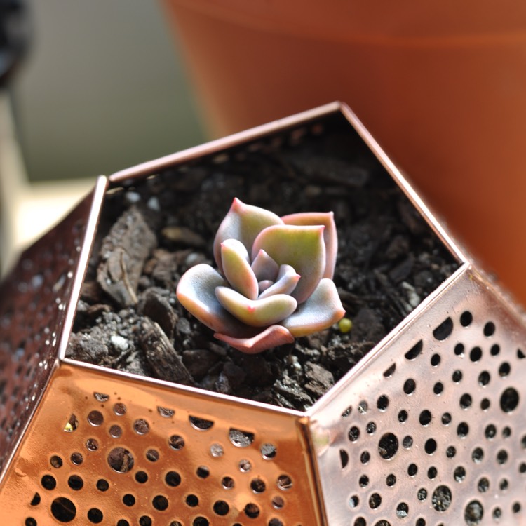 Plant image xGraptoveria Albert Baynes