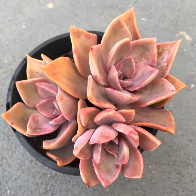 Plant image xGraptoveria Albert Baynes
