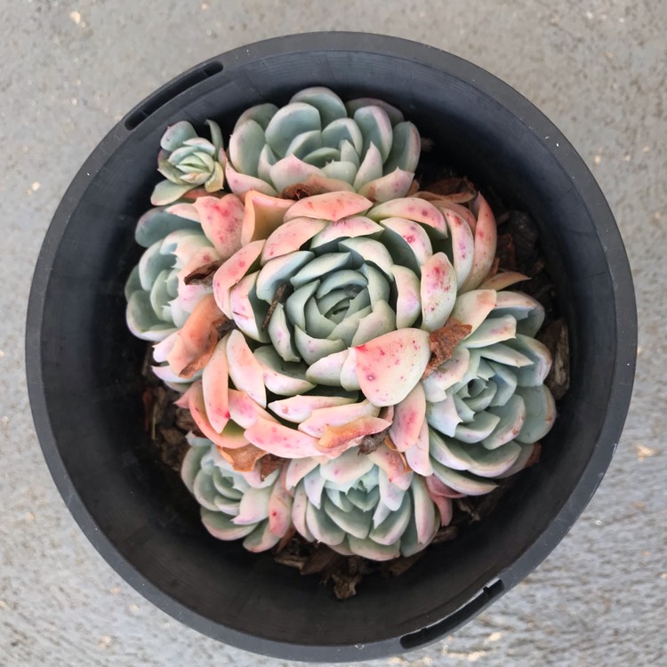 Plant image Echeveria Elegans Hybrid
