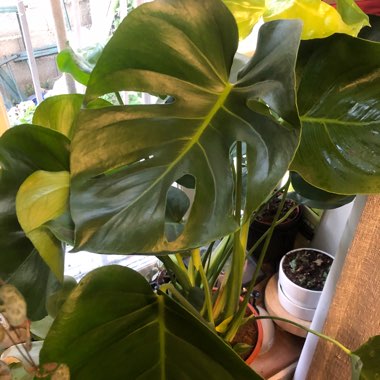 Swiss Cheese Plant
