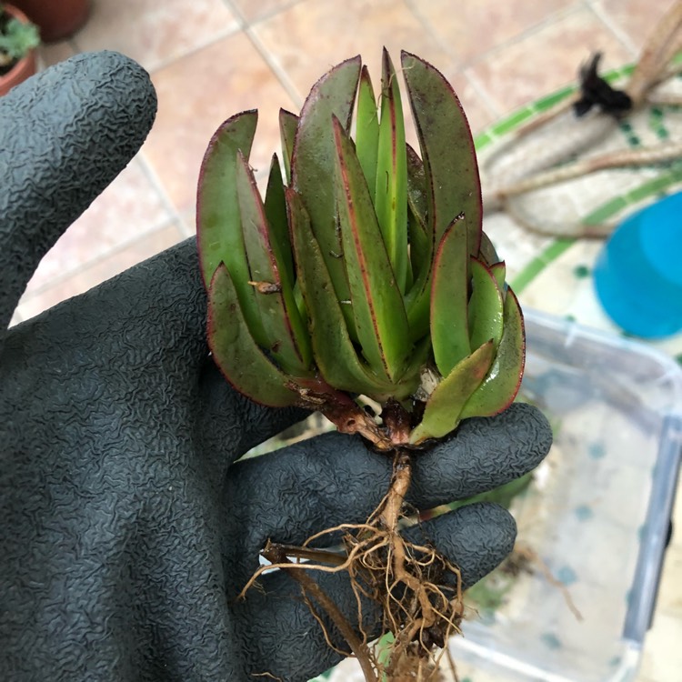 plant image 833706