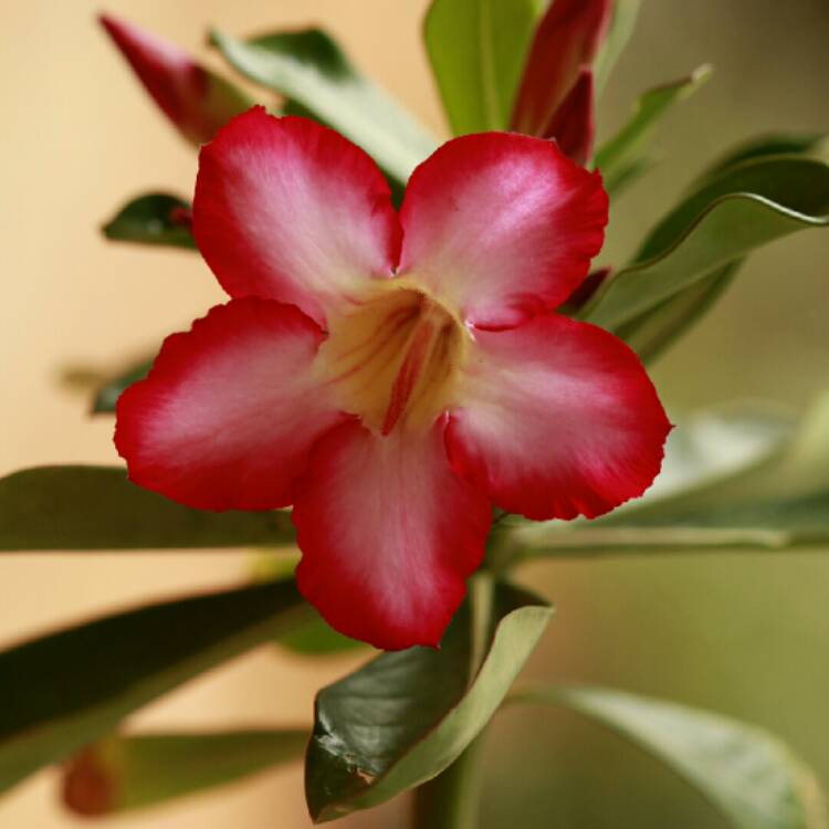 plant image 302832