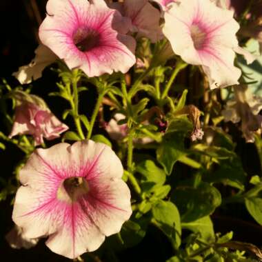 Petunia