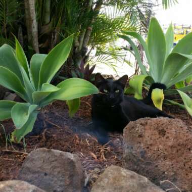 Celina's garden