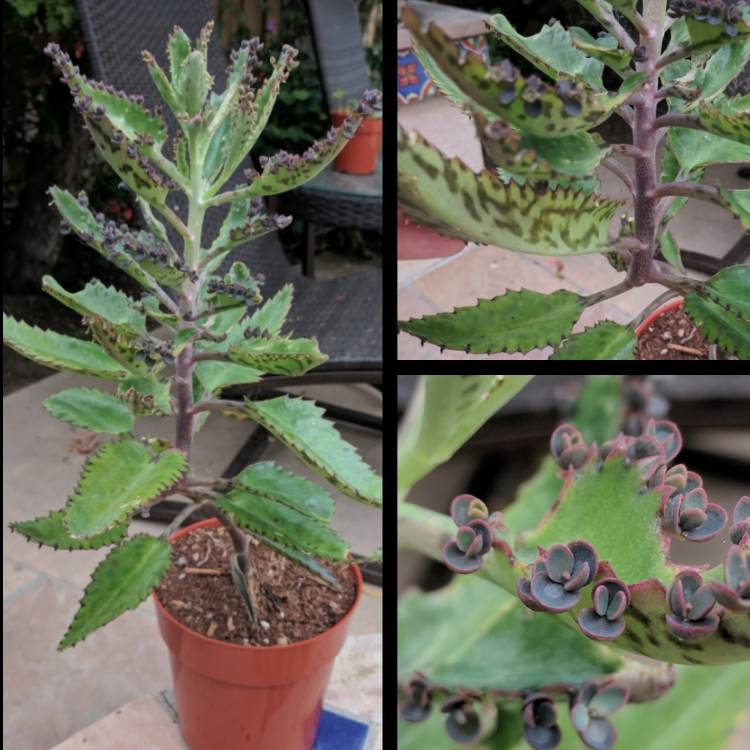 plant image 524302