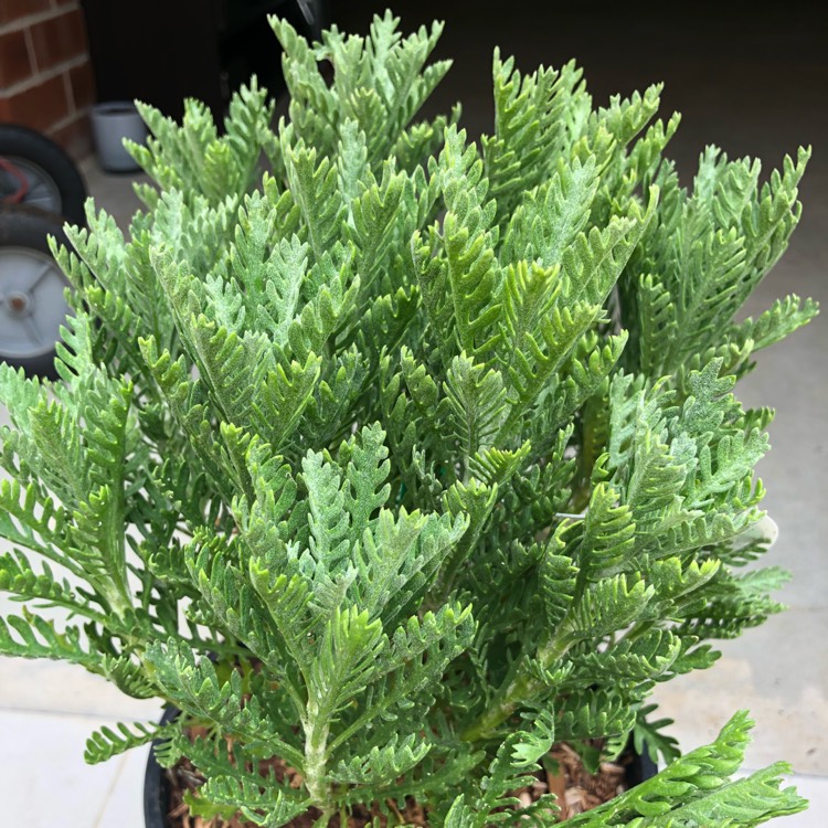 Plant image Euryops 'Little Sunray'