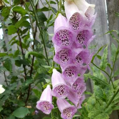 Digitalis