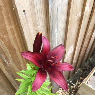 Lily 'Black Jewel' (Asiatic)