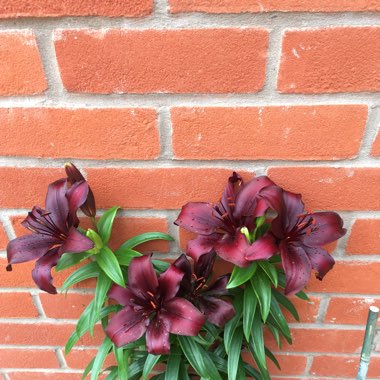 Lily 'Black Jewel' (Asiatic)