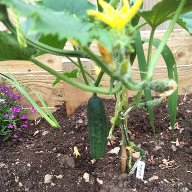 Cucumber 'Burpless'