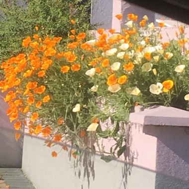 Ceri-rose's garden