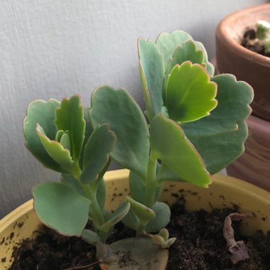 Mother of Thousands
