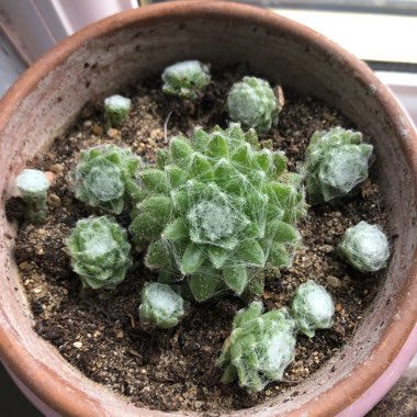 Sempervivum 'Arachnoideum Cobweb'